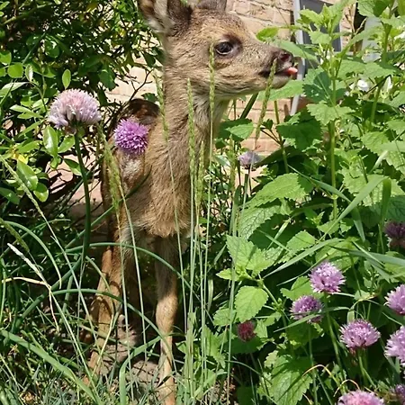 Kruse Nr 5 Daire Grömitz