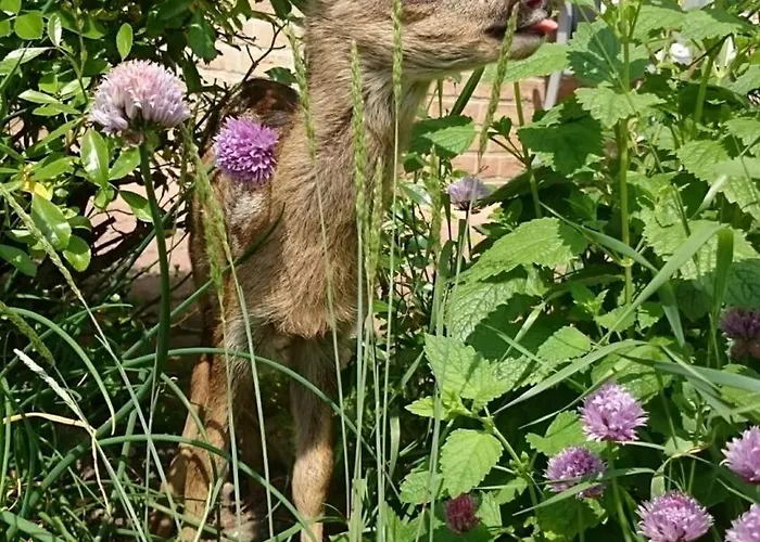 Kruse Nr 5 Lägenhet Grömitz